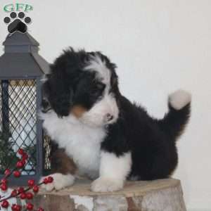 Sled, Bernedoodle Puppy